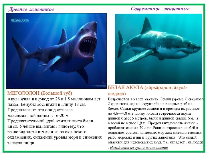 Мегалодон (большой зуб) Акула, которая жила в период от 28 к