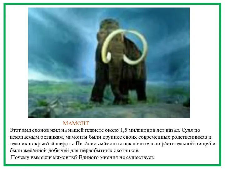 МАМОНТ Этот вид слонов жил на нашей планете около 1,5 миллионов