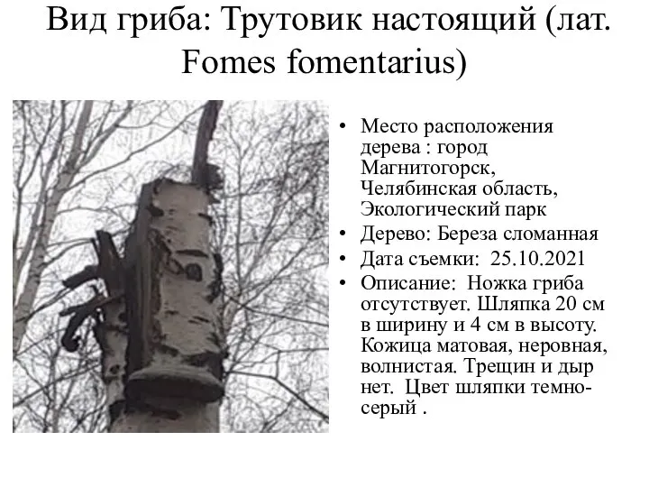 Вид гриба: Трутовик настоящий (лат. Fomes fomentarius) Место расположения дерева :