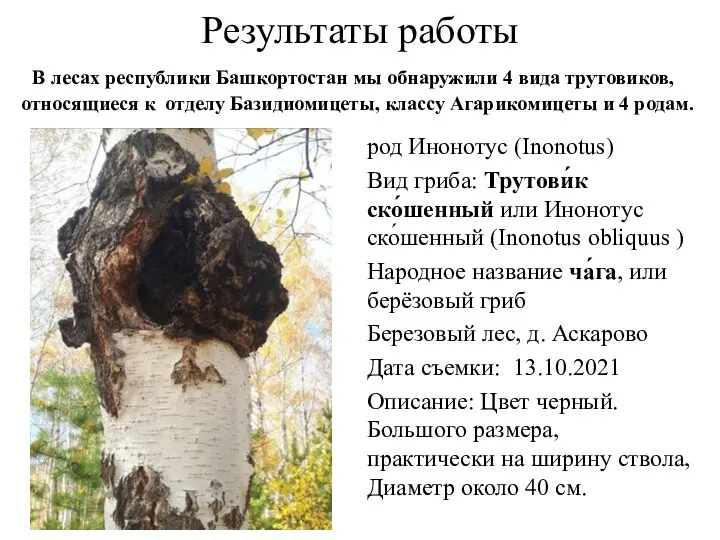 Результаты работы В лесах республики Башкортостан мы обнаружили 4 вида трутовиков,