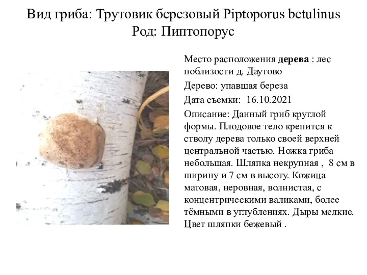 Вид гриба: Трутовик березовый Piptoporus betulinus Род: Пиптопорус Место расположения дерева
