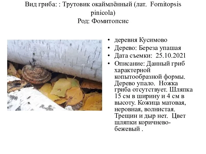 Вид гриба: : Трутовик окаймлённый (лат. Fomitopsis pinicola) Род: Фомитопсис деревня