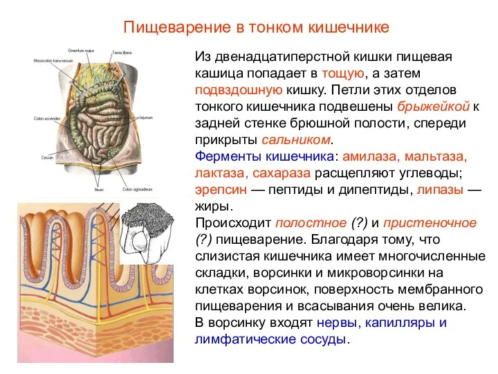 Из двенадцатиперстной кишки пищевая кашица попадает в тощую, а затем подвздошную