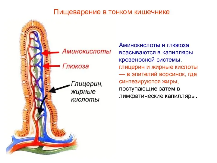 Аминокислоты и глюкоза всасываются в капилляры кровеносной системы, глицерин и жирные