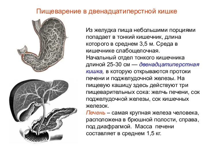 Из желудка пища небольшими порциями попадает в тонкий кишечник, длина которого