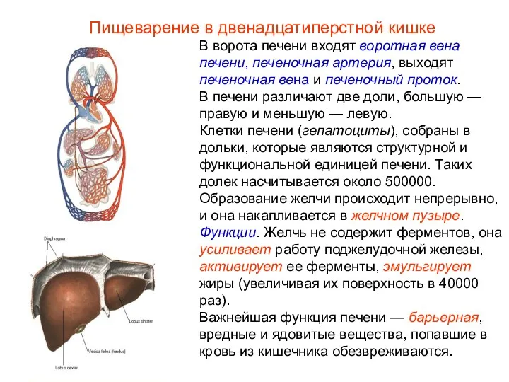 В ворота печени входят воротная вена печени, печеночная артерия, выходят печеночная