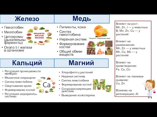 Железо Гемоглобин Миоглобин Цитохромы (дыхательные ферменты) Около 5 г железа в