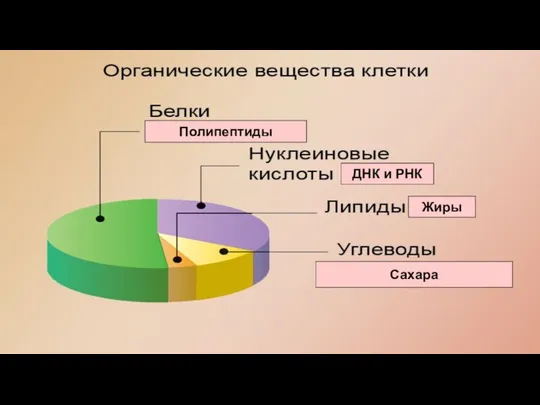 Жиры Сахара Полипептиды ДНК и РНК