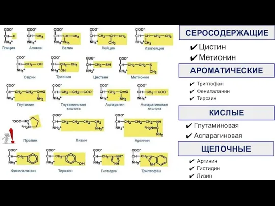 СЕРОСОДЕРЖАЩИЕ Цистин Метионин АРОМАТИЧЕСКИЕ Триптофан Фенилаланин Тирозин КИСЛЫЕ Глутаминовая Аспарагиновая ЩЕЛОЧНЫЕ Аргинин Гистидин Лизин