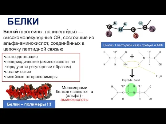 БЕЛКИ Белки́ (протеи́ны, полипепти́ды) — высокомолекулярные ОВ, состоящие из альфа-аминокислот, соединённых