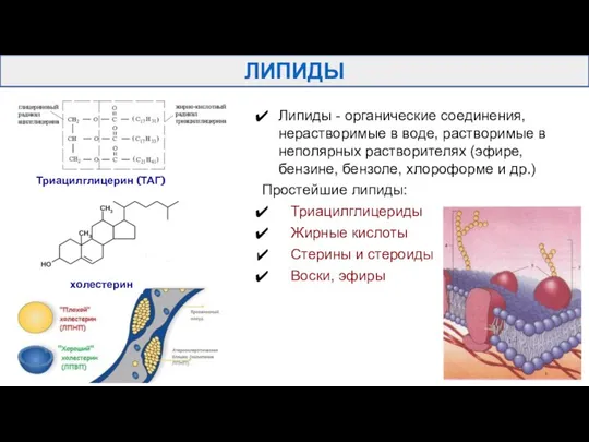 ЛИПИДЫ Липиды - органические соединения, нерастворимые в воде, растворимые в неполярных