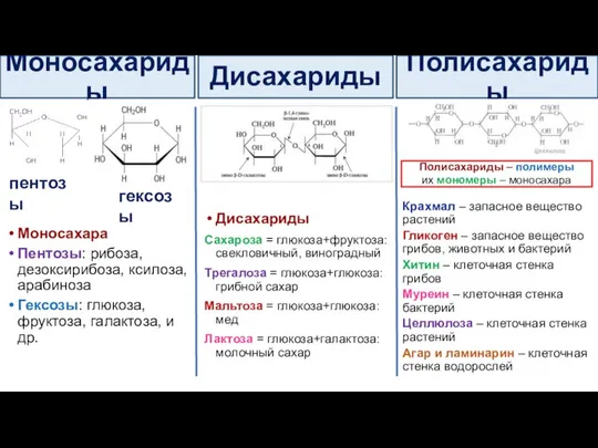 Моносахариды Дисахариды Полисахариды пентозы гексозы Моносахара Пентозы: рибоза, дезоксирибоза, ксилоза, арабиноза