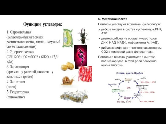 6. Метаболическая Пентозы участвуют в синтезе нуклеотидов: рибоза входит в состав
