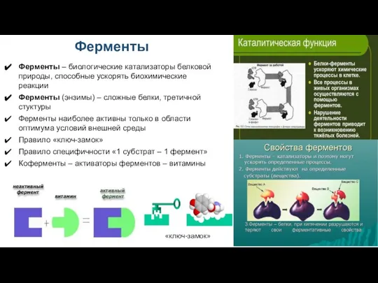 Ферменты Ферменты – биологические катализаторы белковой природы, способные ускорять биохимические реакции