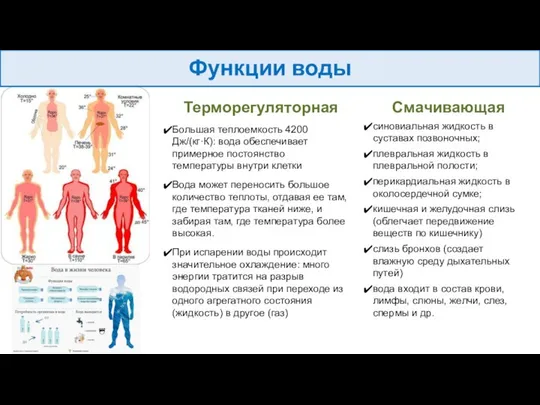 Терморегуляторная Большая теплоемкость 4200 Дж/(кг·К): вода обеспечивает примерное постоянство температуры внутри