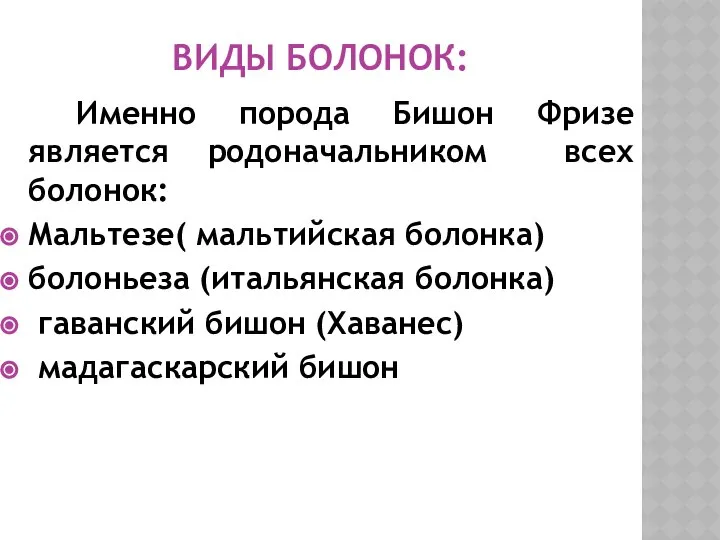 ВИДЫ БОЛОНОК: Именно порода Бишон Фризе является родоначальником всех болонок: Мальтезе(