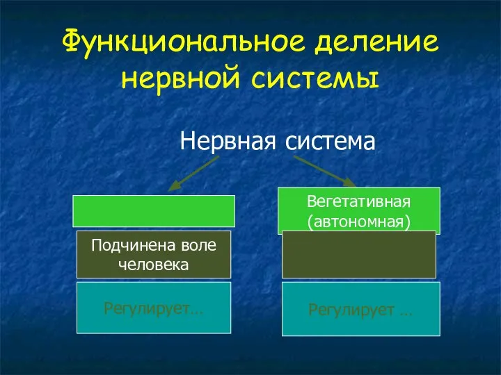 Функциональное деление нервной системы Нервная система Вегетативная (автономная) Подчинена воле человека Регулирует… Регулирует …