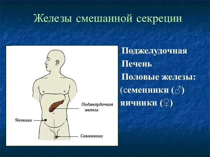 Железы смешанной секреции Поджелудочная Печень Половые железы: (семенники (♂) яичники (♀)