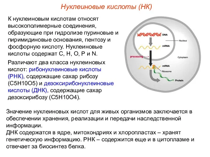 К нуклеиновым кислотам относят высокополимерные соединения, образующие при гидролизе пуриновые и