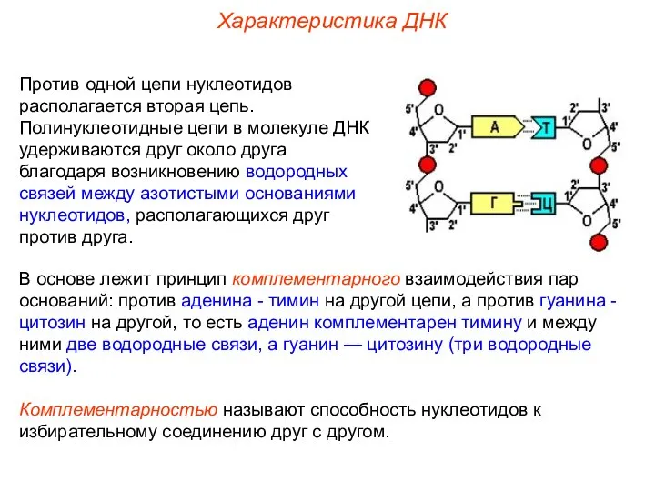 Против одной цепи нуклеотидов располагается вторая цепь. Полинуклеотидные цепи в молекуле