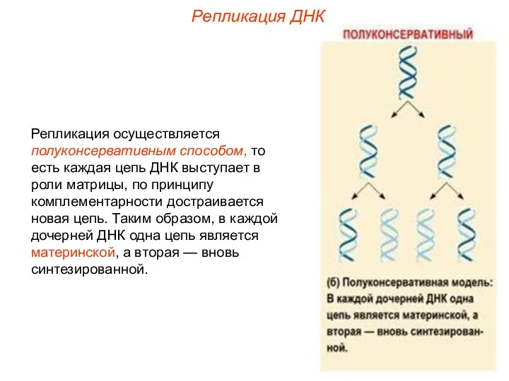 Репликация осуществляется полуконсервативным способом, то есть каждая цепь ДНК выступает в