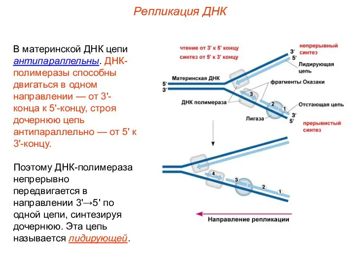 В материнской ДНК цепи антипараллельны. ДНК-полимеразы способны двигаться в одном направлении