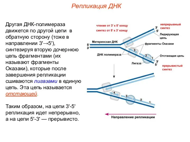 Другая ДНК-полимераза движется по другой цепи в обратную сторону (тоже в