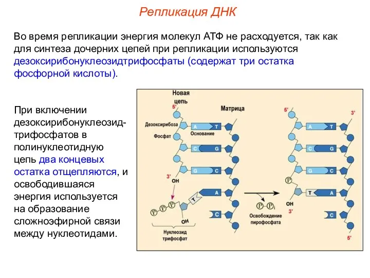 При включении дезоксирибонуклеозид-трифосфатов в полинуклеотидную цепь два концевых остатка отщепляются, и