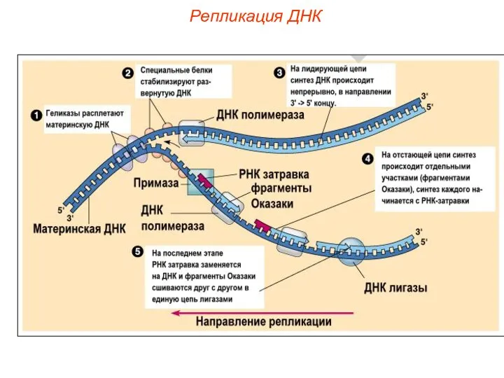 Репликация ДНК