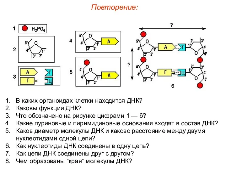 В каких органоидах клетки находится ДНК? Каковы функции ДНК? Что обозначено