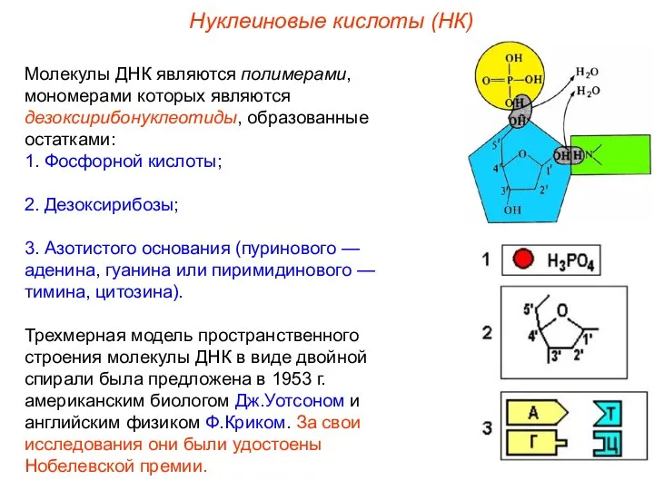 Молекулы ДНК являются полимерами, мономерами которых являются дезоксирибонуклеотиды, образованные остатками: 1.