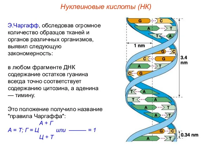 Нуклеиновые кислоты (НК) Э.Чаргафф, обследовав огромное количество образцов тканей и органов