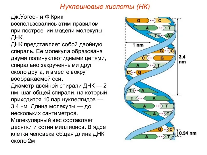 Нуклеиновые кислоты (НК) Дж.Уотсон и Ф.Крик воспользовались этим правилом при построении