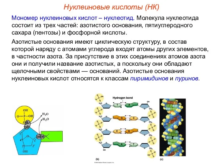 Нуклеиновые кислоты (НК) Мономер нуклеиновых кислот – нуклеотид. Молекула нуклеотида состоит