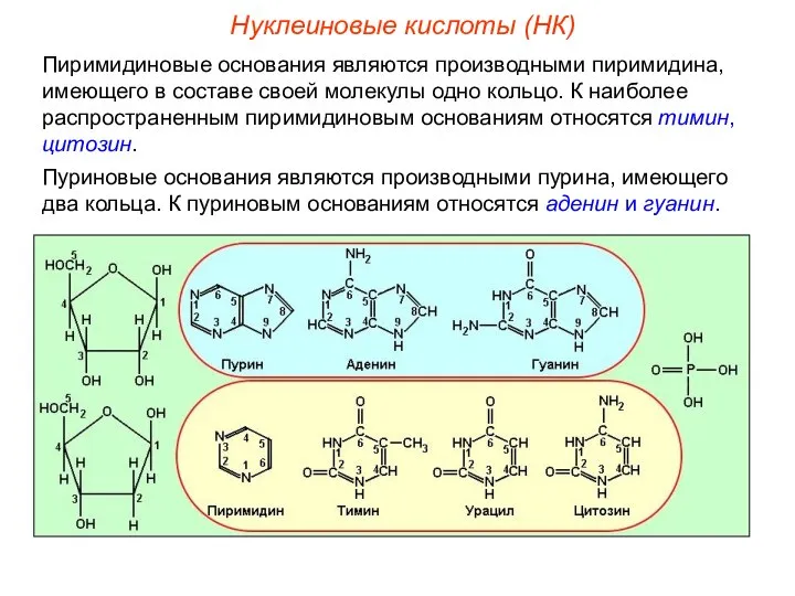 Нуклеиновые кислоты (НК) Пиримидиновые основания являются производными пиримидина, имеющего в составе
