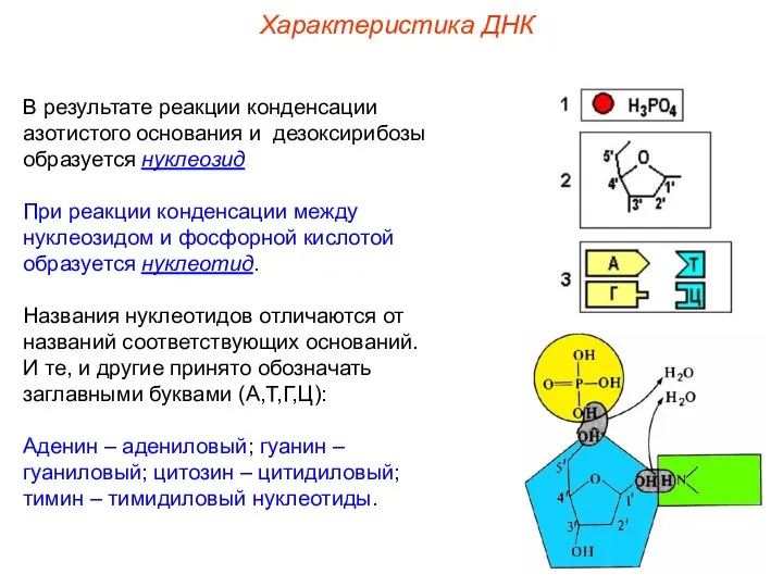 В результате реакции конденсации азотистого основания и дезоксирибозы образуется нуклеозид. При