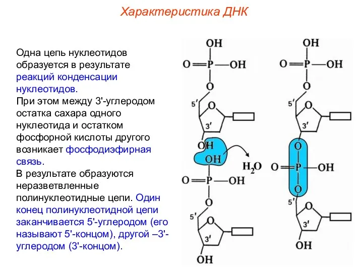 Одна цепь нуклеотидов образуется в результате реакций конденсации нуклеотидов. При этом