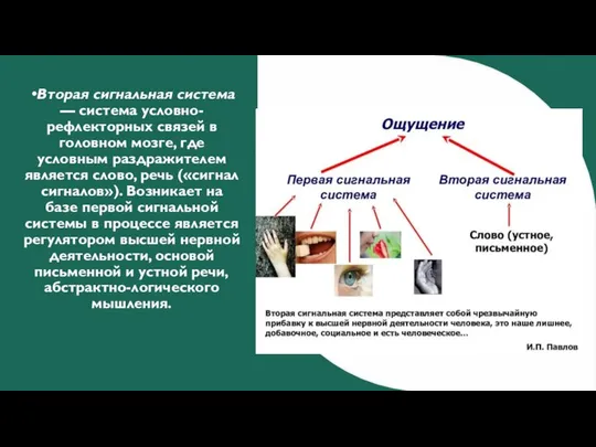 Вторая сигнальная система — система условно-рефлекторных связей в головном мозге, где