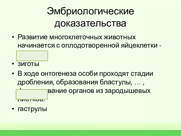 Развитие многоклеточных животных начинается с оплодотворенной яйцеклетки - … зиготы В