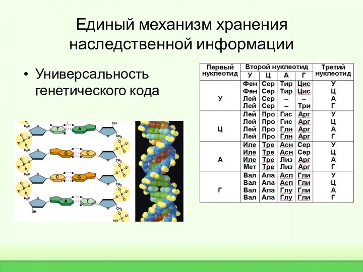 Единый механизм хранения наследственной информации Универсальность генетического кода