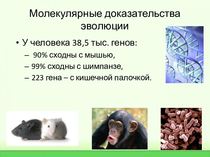 Молекулярные доказательства эволюции У человека 38,5 тыс. генов: 90% сходны с