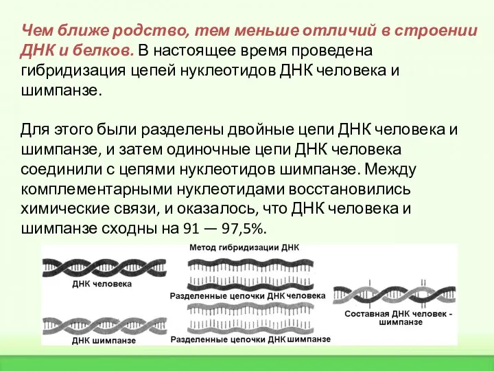 Чем ближе родство, тем меньше отличий в строении ДНК и белков.