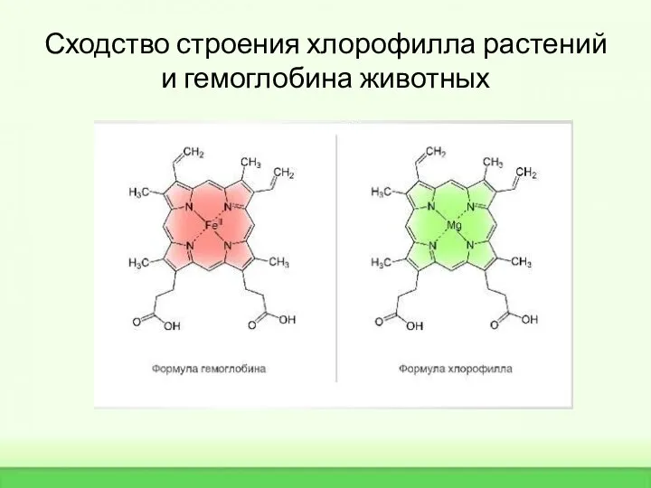 Сходство строения хлорофилла растений и гемоглобина животных