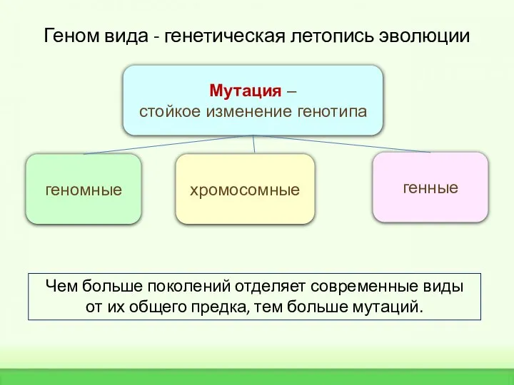 Геном вида - генетическая летопись эволюции Чем больше поколений отделяет современные