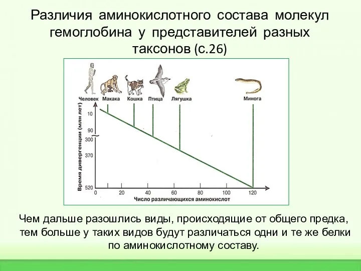 Различия аминокислотного состава молекул гемоглобина у представителей разных таксонов (с.26) Чем