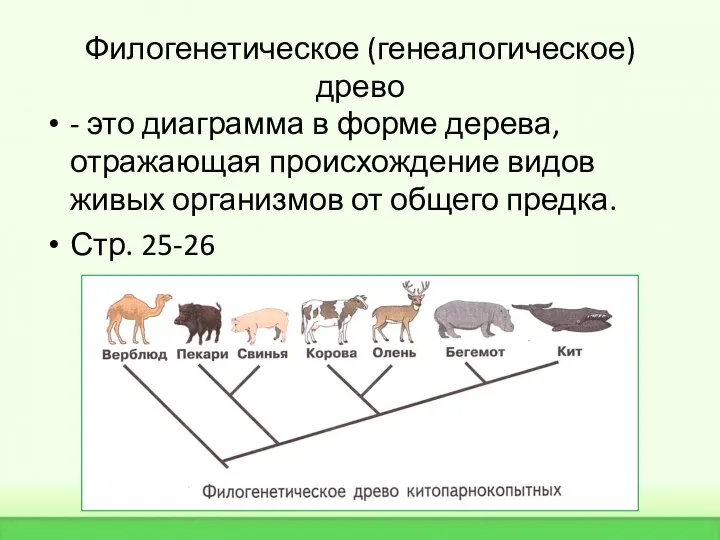 Филогенетическое (генеалогическое) древо - это диаграмма в форме дерева, отражающая происхождение