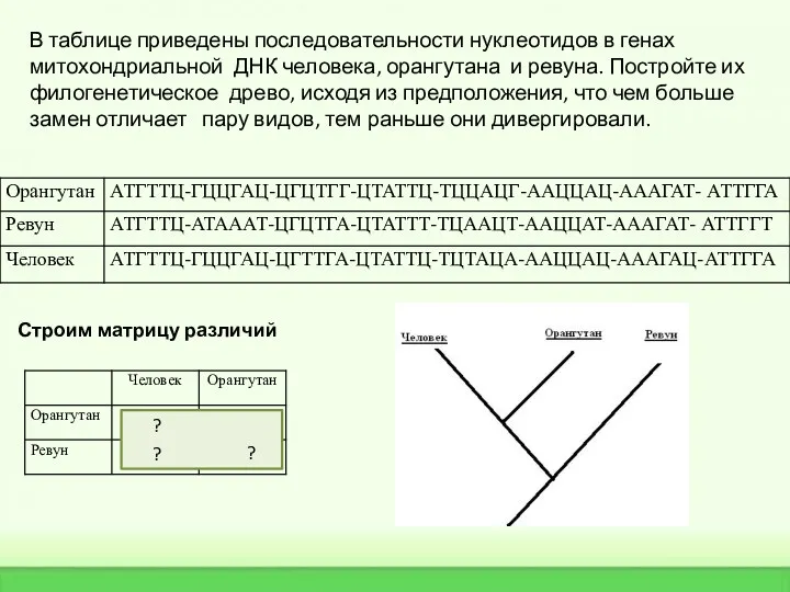 В таблице приведены последовательности нуклеотидов в генах митохондриальной ДНК человека, орангутана