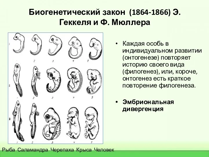 Биогенетический закон (1864-1866) Э. Геккеля и Ф. Мюллера Каждая особь в