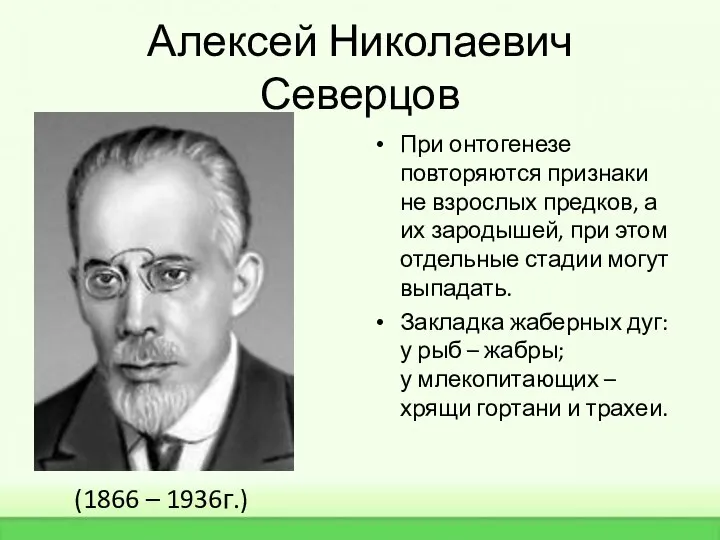 Алексей Николаевич Северцов При онтогенезе повторяются признаки не взрослых предков, а