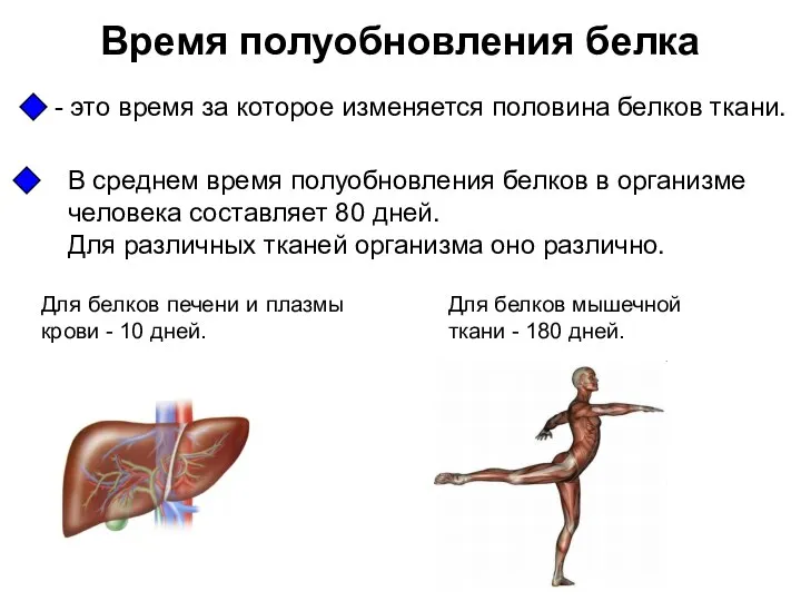 Время полуобновления белка - это время за которое изменяется половина белков